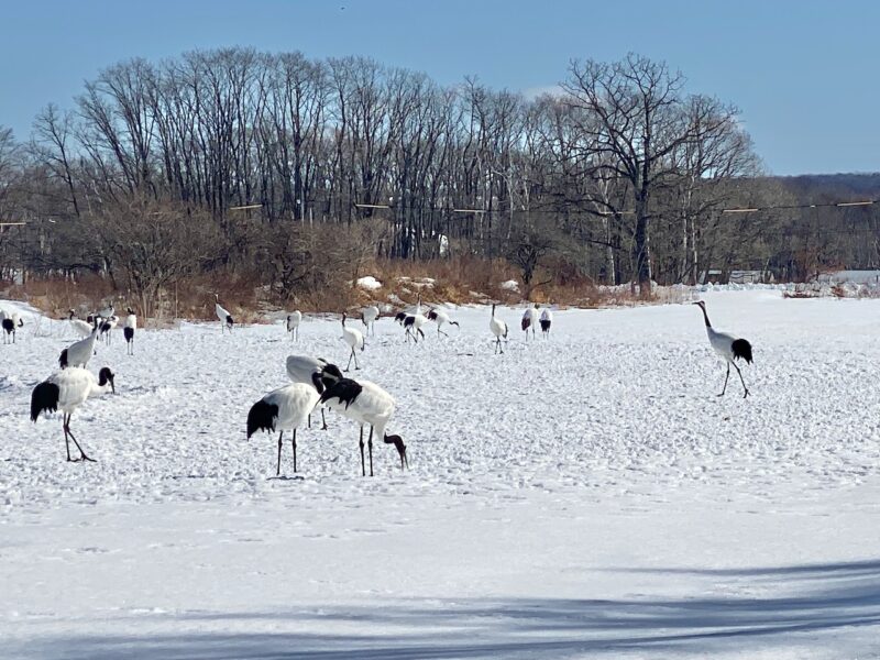 Kushiro, Japan. Image © PlanetSKI